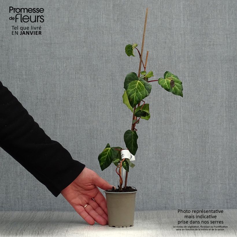 Hedera colchica 'Sulphur Heart' 8/9 cm pot sample as delivered in winter