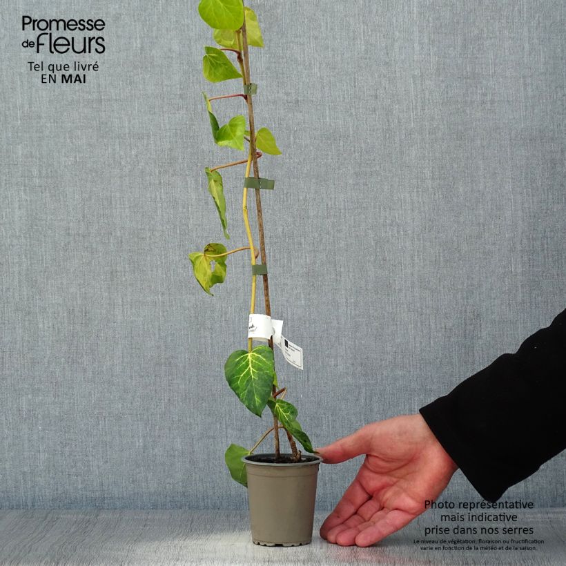 Hedera colchica 'Sulphur Heart' 8/9 cm pot sample as delivered in spring