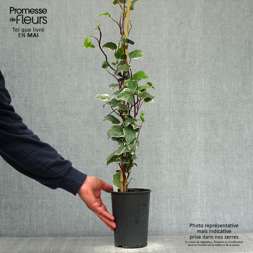 Hedera algeriensis Gloire de Marengo - Algerian Ivy 2L/3L pot sample as delivered in spring