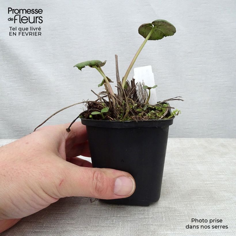 Ligularia Gregynog Gold - Leopard Plant 8/9 cm pot sample as delivered in winter