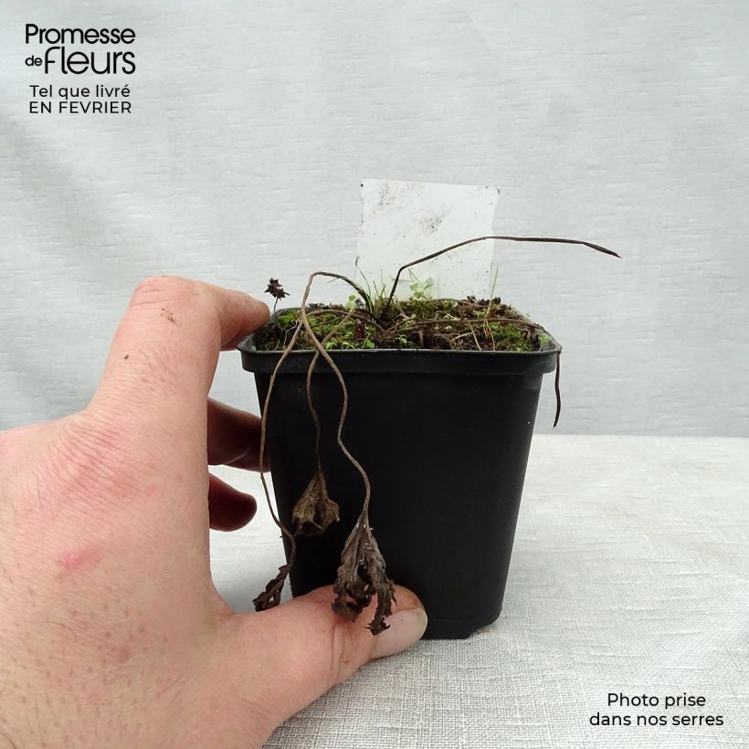 Ligularia Osiris Cafe Noir - Leopard Plant 8/9 cm pot sample as delivered in winter