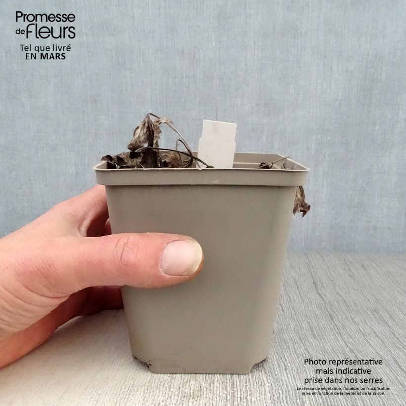 Ligularia Osiris Cafe Noir - Leopard Plant 8/9 cm pot sample as delivered in spring