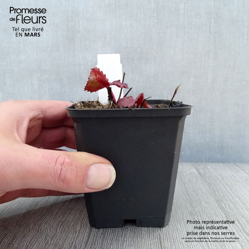 Ligularia dentata Desdemona - Leopard Plant 8/9 cm pot sample as delivered in spring