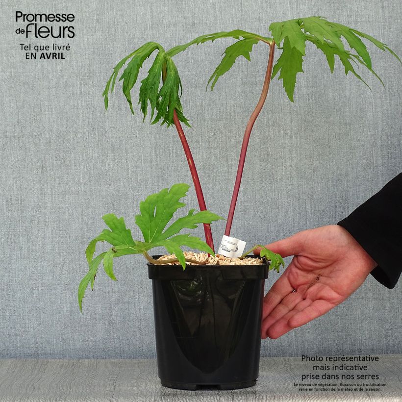 Ligularia japonica Rising Sun - Leopard Plant 2L/3L pot sample as delivered in spring