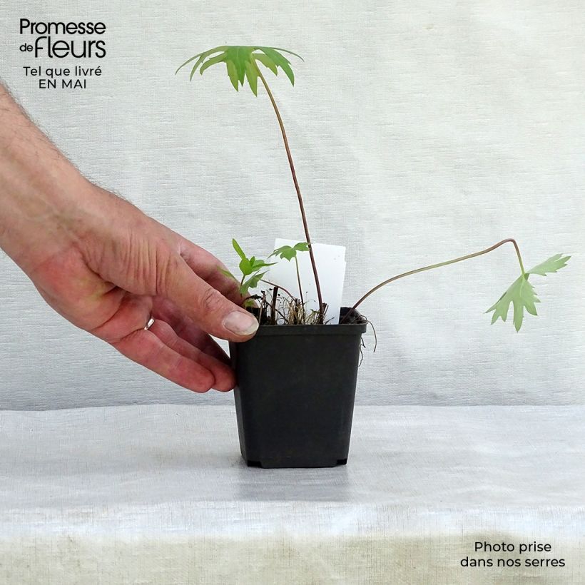 Ligularia przewalskii - Leopard Plant 8/9 cm pot sample as delivered in spring