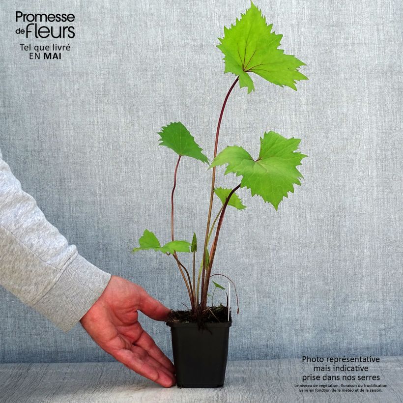 Ligularia stenocephala Little Rocket - Leopard Plant 8/9 cm pot sample as delivered in spring