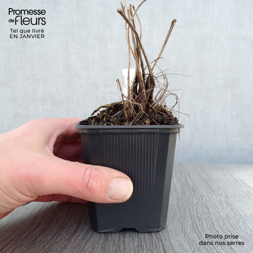 Ligularia stenocephala The Rocket - Leopard Plant 8/9 cm pot sample as delivered in winter