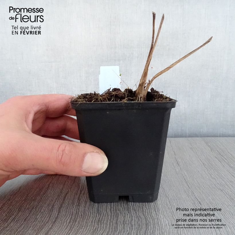 Ligularia x hessei - Leopard Plant 8/9 cm pot sample as delivered in winter