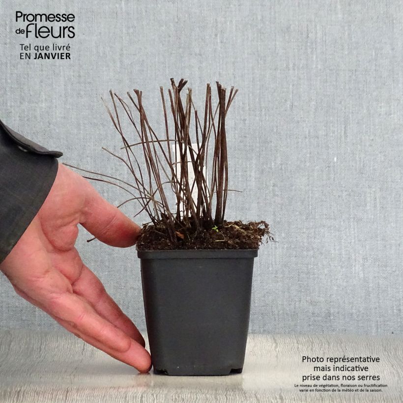 Ligularia Osiris Fantaisie - Leopard Plant 8/9 cm pot sample as delivered in winter