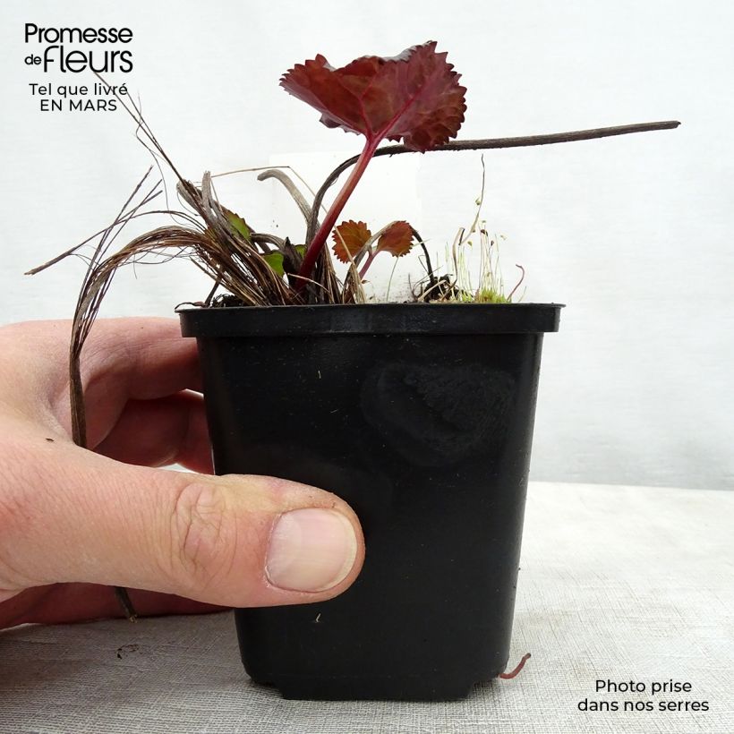 Ligularia dentata Britt-Marie Crawford - Leopard Plant 8/9 cm pot sample as delivered in spring