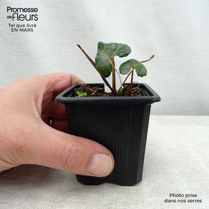 Ligularia dentata - Leopard Plant 8/9 cm pot sample as delivered in spring