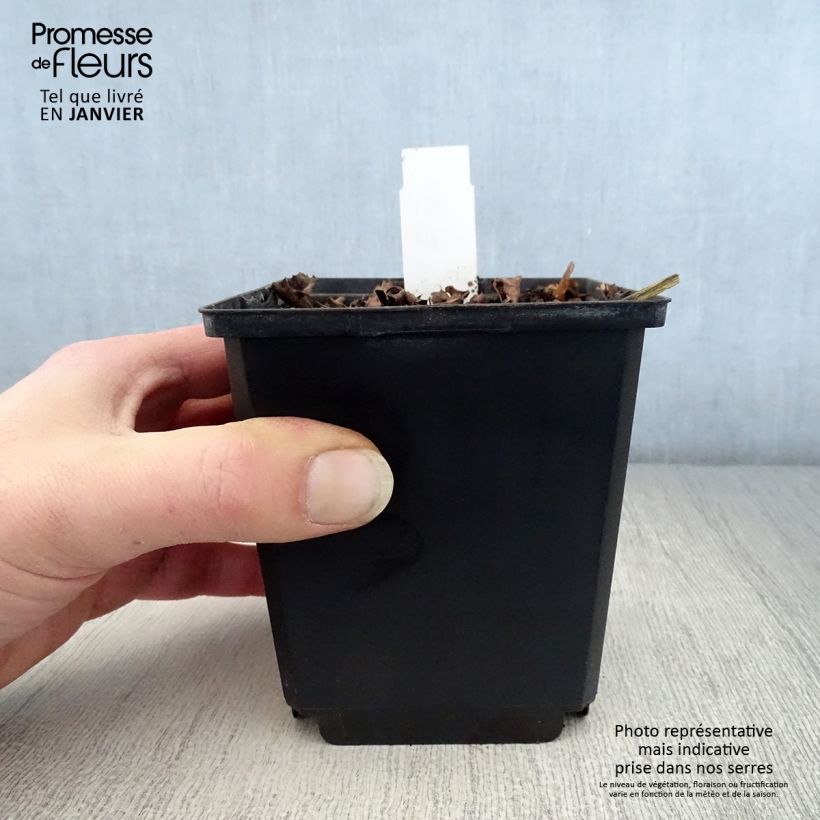 Ligularia dentata Pandora - Leopard Plant 8/9 cm pot sample as delivered in winter