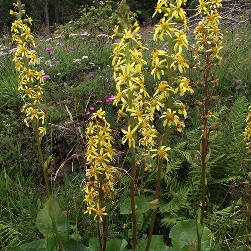 Ligularia sibirica - Leopard Plant (Flowering)