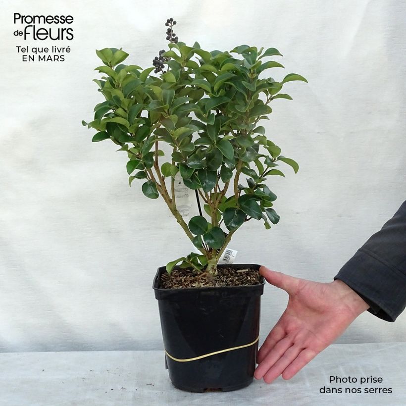Ligustrum japonicum Coriaceum - Japanese Privet 3L/4L pot sample as delivered in spring