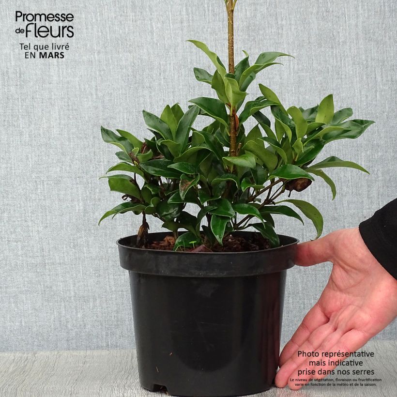Ligustrum japonicum Green Century - Japanese Privet 2L/3L pot sample as delivered in winter