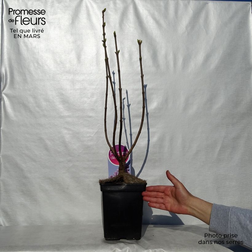 Syringa vulgaris Sensation - Common Lilac 3L/4L pot, Bush sample as delivered in spring