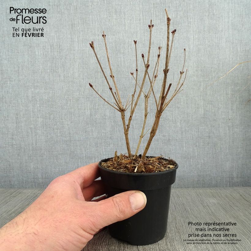 Syringa meyeri  microphylla Tinkerbelle - Lilac 10cm/11cm pot sample as delivered in winter