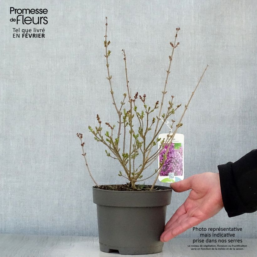 Syringa chinensis Saugeana - Lilac 2L/3L pot sample as delivered in winter