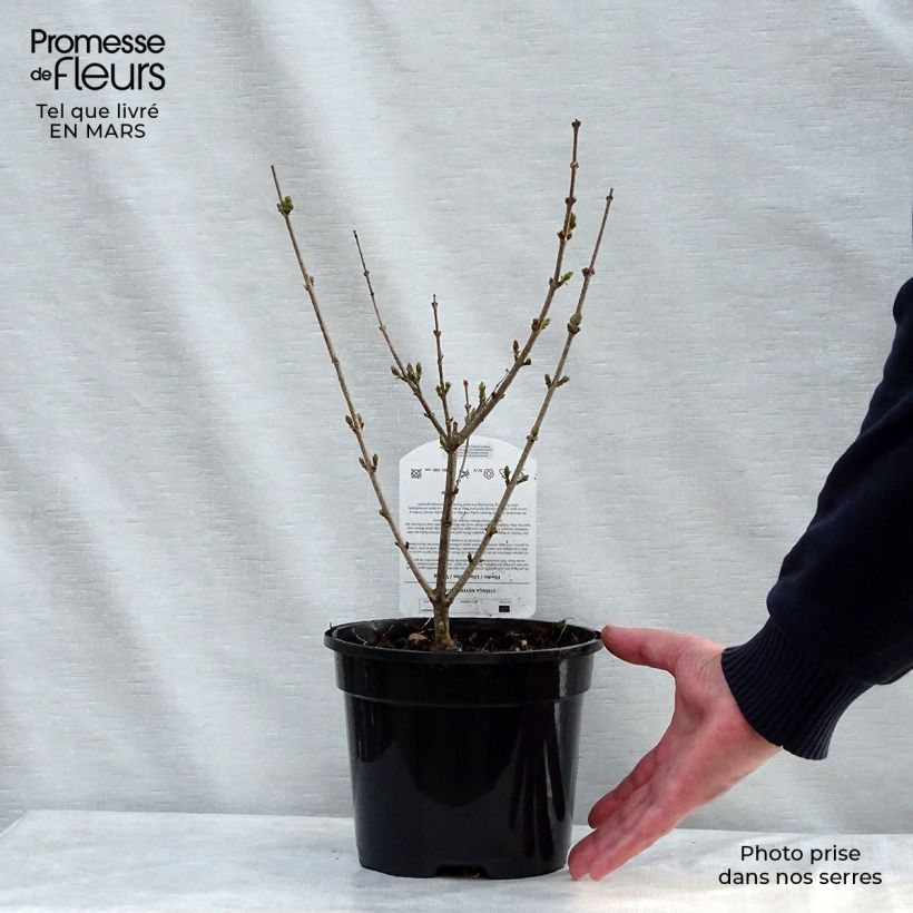 Syringa meyeri Palibin - Lilac 2L/3L pot sample as delivered in spring