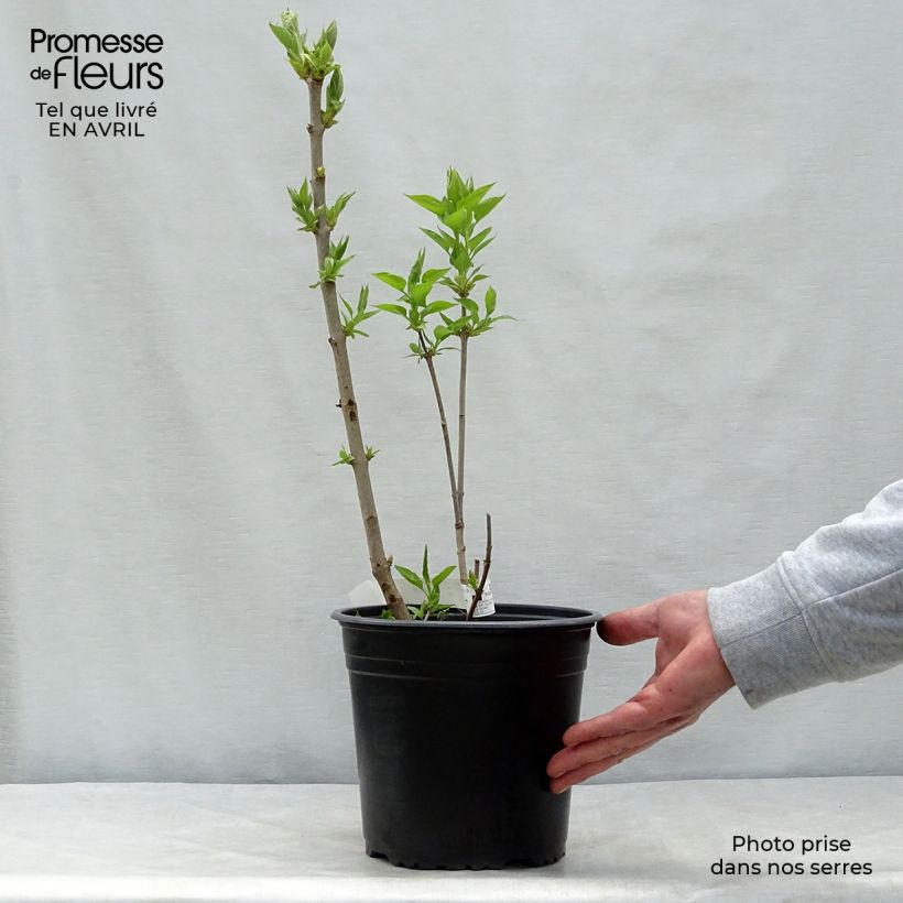 Syringa vulgaris Belle de Moscou - Common Lilac 4L/5L pot sample as delivered in spring