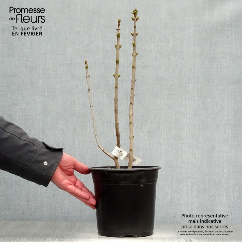 Syringa vulgaris Capitaine Baltet - Common Lilac 4L/5L pot sample as delivered in winter