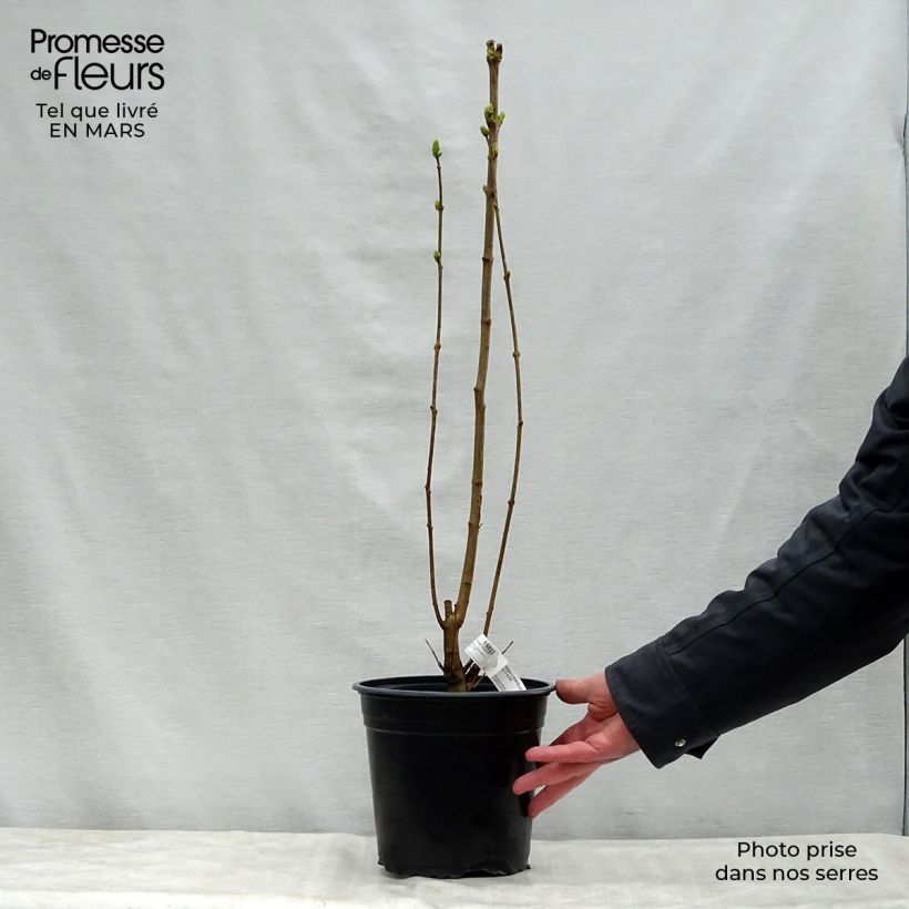 Syringa vulgaris Dentelle dAnjou - Common Lilac 4L/5L pot sample as delivered in spring