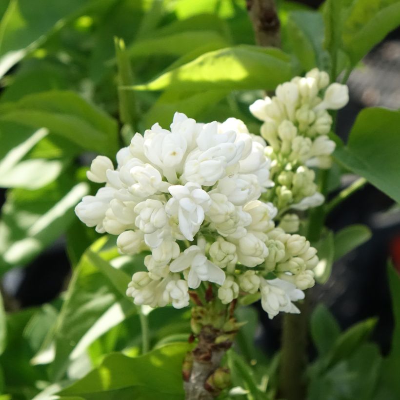 Syringa vulgaris Madame Lemoine - Common Lilac (Flowering)