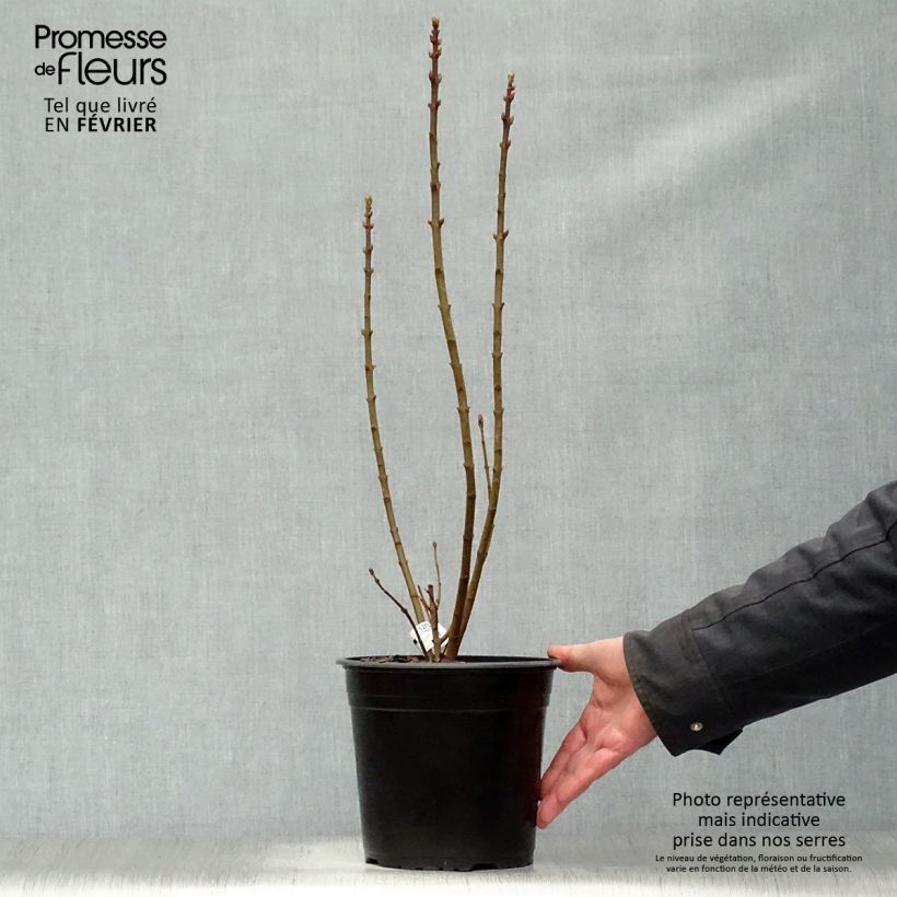 Syringa vulgaris Président Grevy - Common Lilac 4L/5L pot sample as delivered in winter