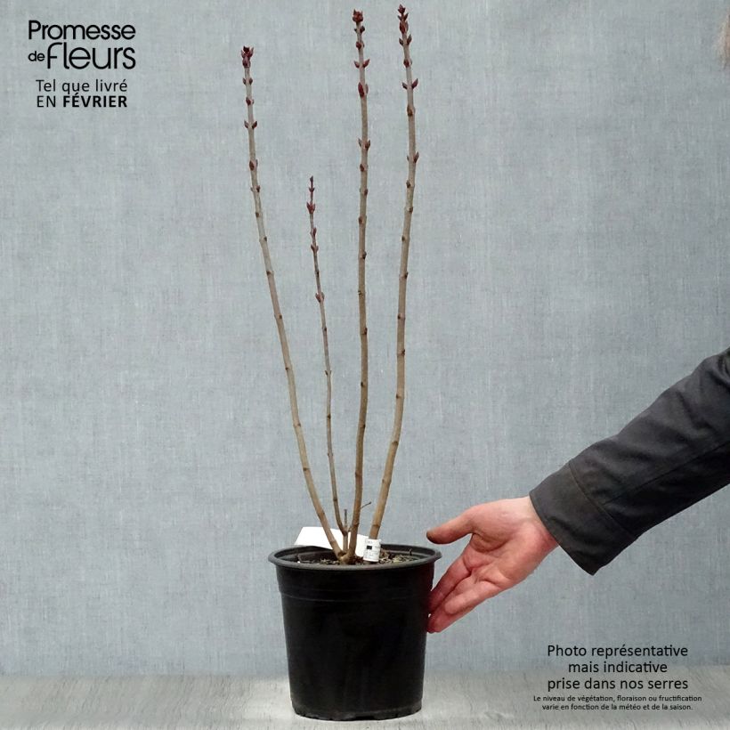 Syringa vulgaris Prince Wolkonsky - Common Lilac 3L/4L pot sample as delivered in winter