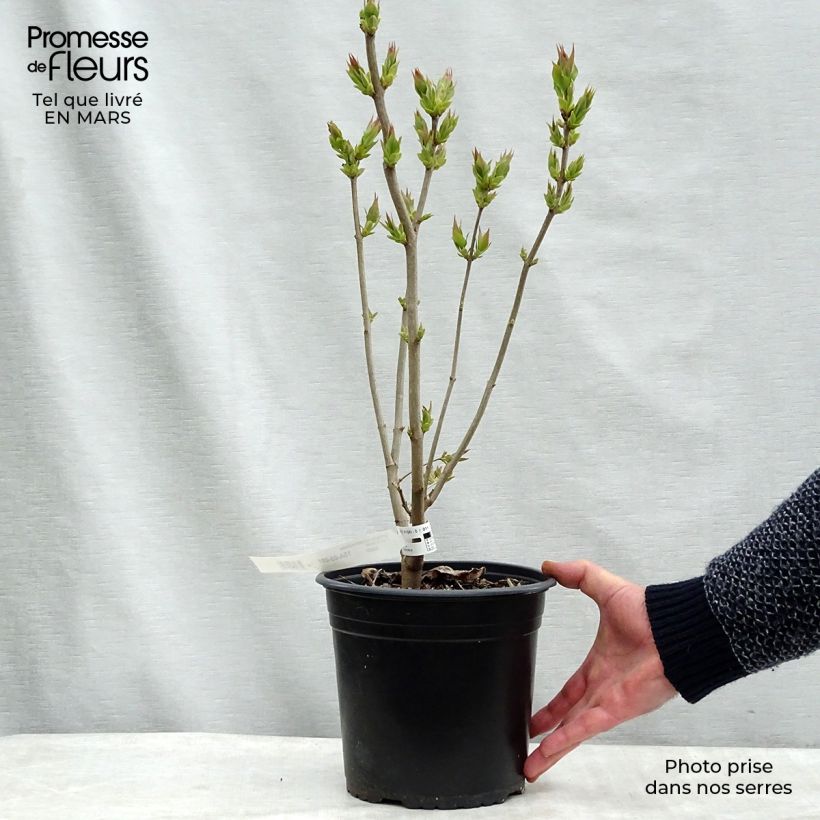 Syringa vulgaris Zhemchuzhina 4L/5L pot sample as delivered in winter
