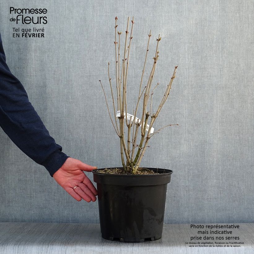 Syringa vulgaris Kindy Rose Gaby - Common Lilac 7.5L/10L pot sample as delivered in winter