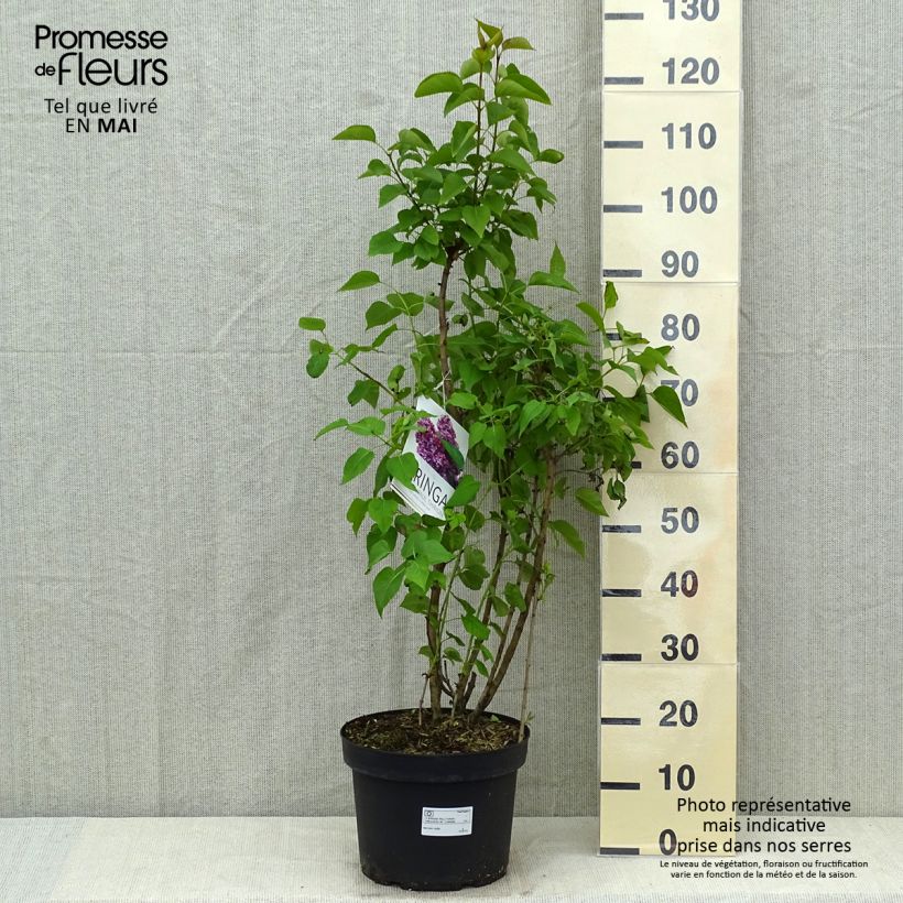 Syringa vulgaris Paul Thirion - Common Lilac 7.5L/10L pot sample as delivered in spring