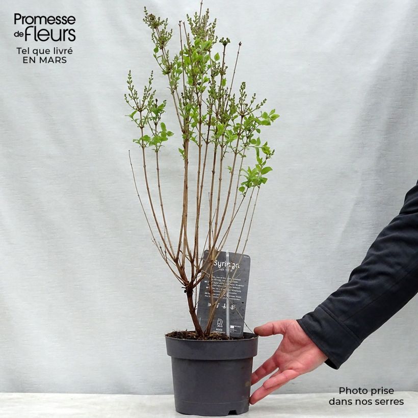 Syringa velutina Josée - Lilac 3L/4L pot sample as delivered in spring