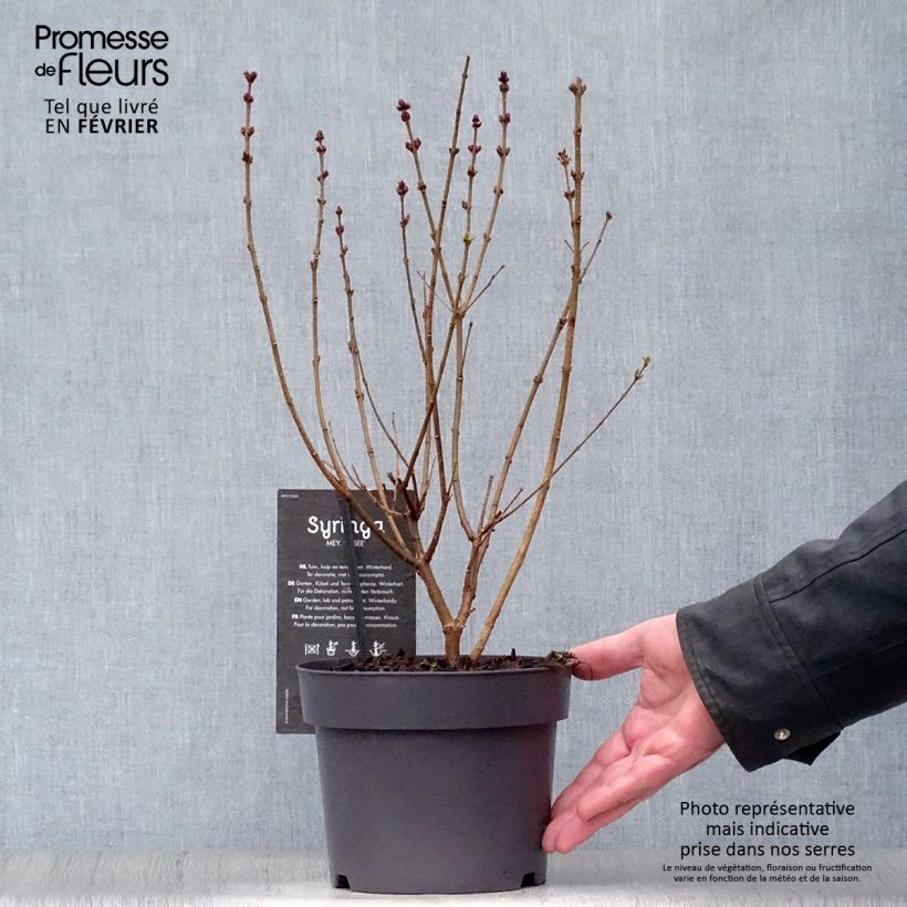 Syringa velutina Josée - Lilac 3L/4L pot sample as delivered in winter