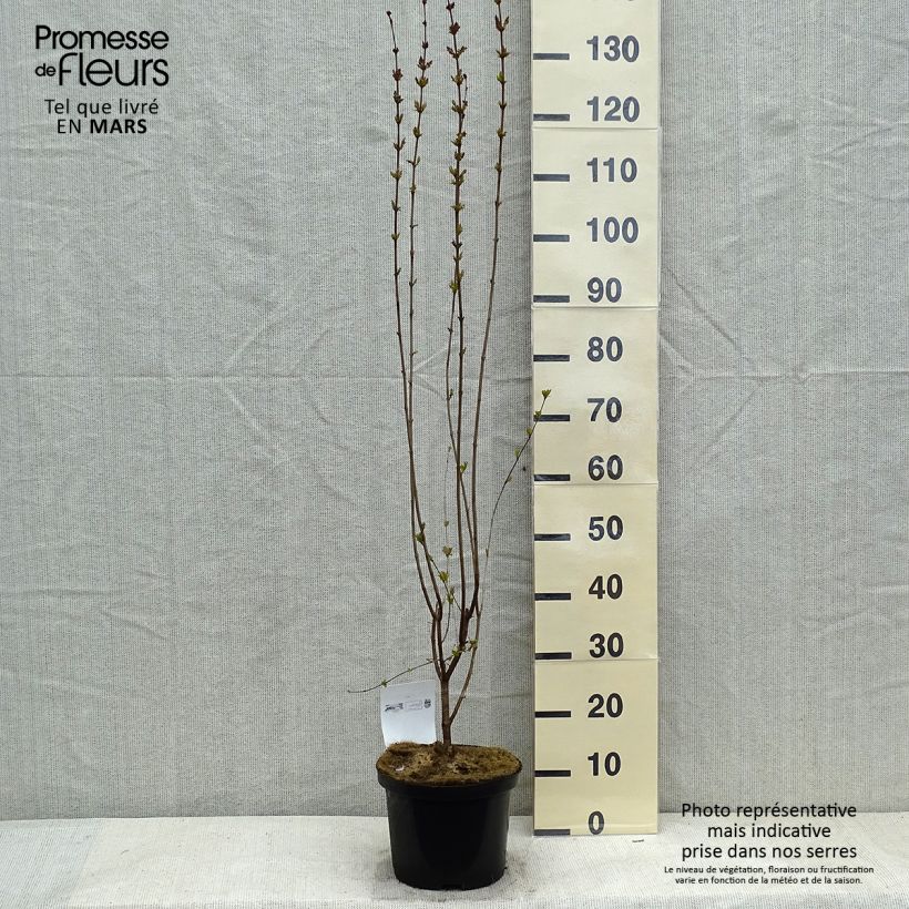 Syringa microphylla Superba - Lilac 2L/3L pot sample as delivered in winter