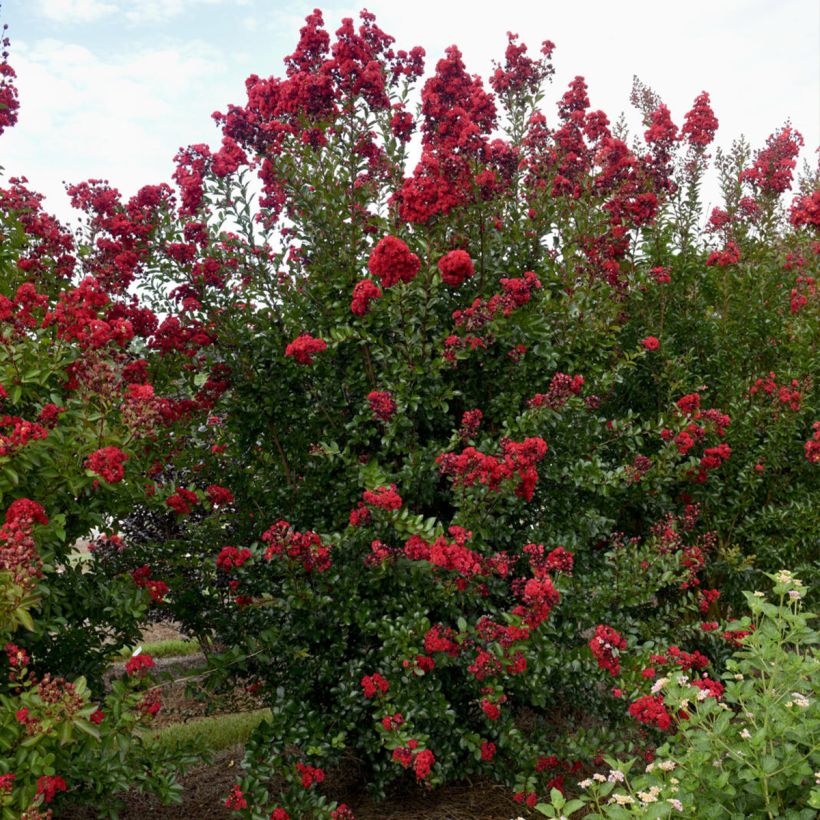 Lagerstroemia indica Ruffled Red Magic® - Crape myrtle (Plant habit)