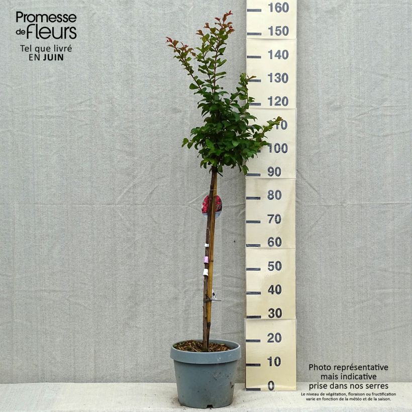 Lagerstroemia indica Berry Dazzle - Crape Myrtle 7.5L/10L pot sample as delivered in summer