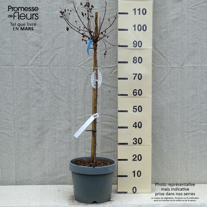 Lagerstroemia indica Berry Dazzle - Crape Myrtle 7.5L/10L pot sample as delivered in spring