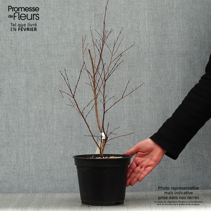 Lagerstroemia indica Enduring Red 3L/4L pot sample as delivered in winter