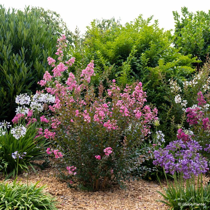 Lagerstroemia indica Gourmet Choco Pink - Crape Myrtle (Plant habit)