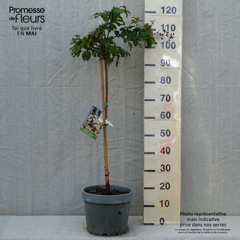 Lagerstroemia indica White Chocolate - Crape Myrtle 7.5L/10L pot sample as delivered in spring