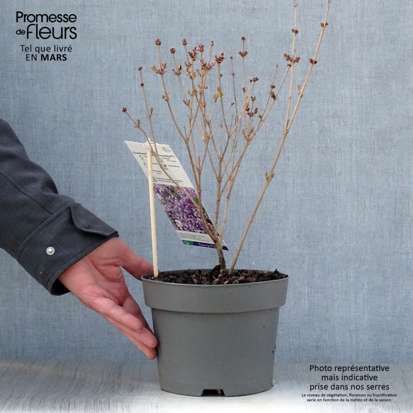 Syringa meyeri Flowerfesta Purple - Lilac 3L/4L pot sample as delivered in spring