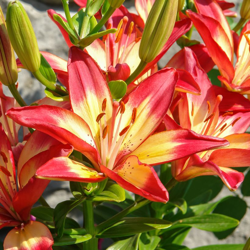 Lilium Heartstrings - Asiatic Lily (Flowering)