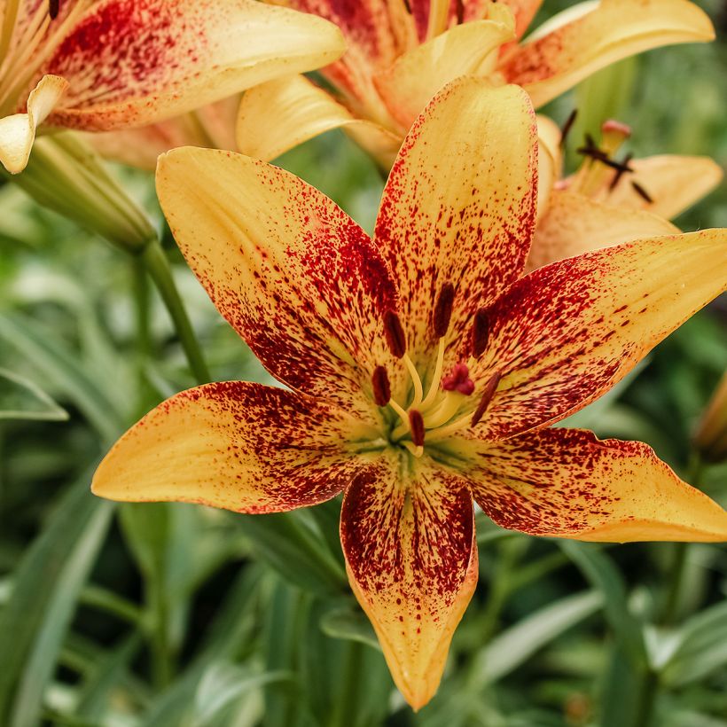 Lilium Tribal Dance - Asiatic Lily (Flowering)