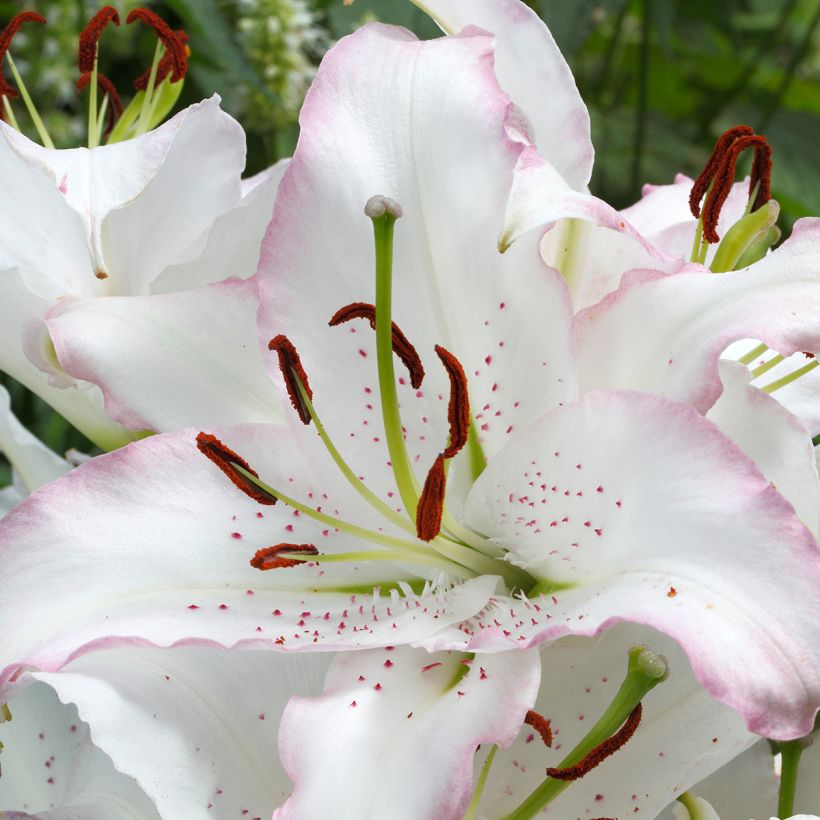 Lilium Brasilia - Oriental Lily (Flowering)