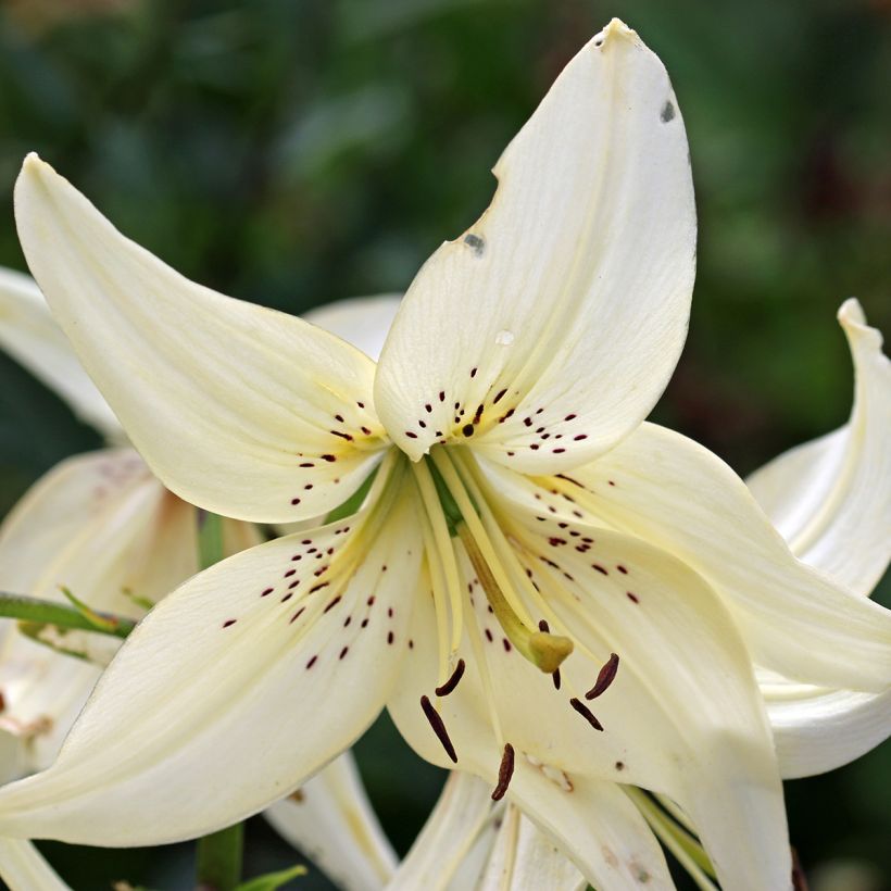 Lilium Sweet Surrender - Asiatic Lily (Flowering)