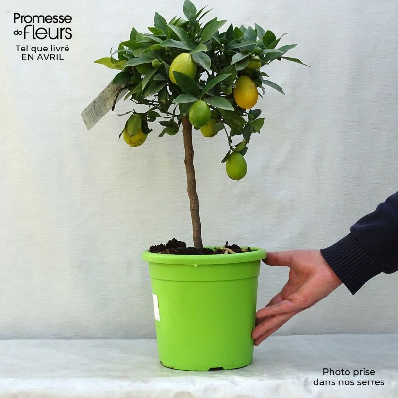 Citrus x floridana - Limequat Citrus Tree 4L/5L pot, Quarter standard sample as delivered in spring