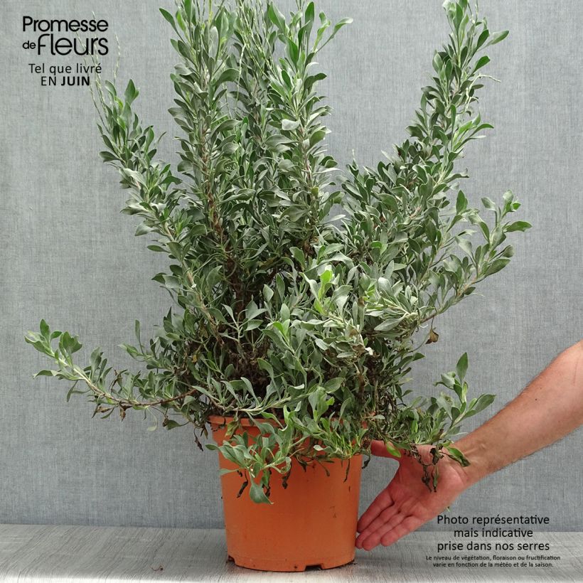 Limoniastrum monopetalum 7.5L/10L pot sample as delivered in spring