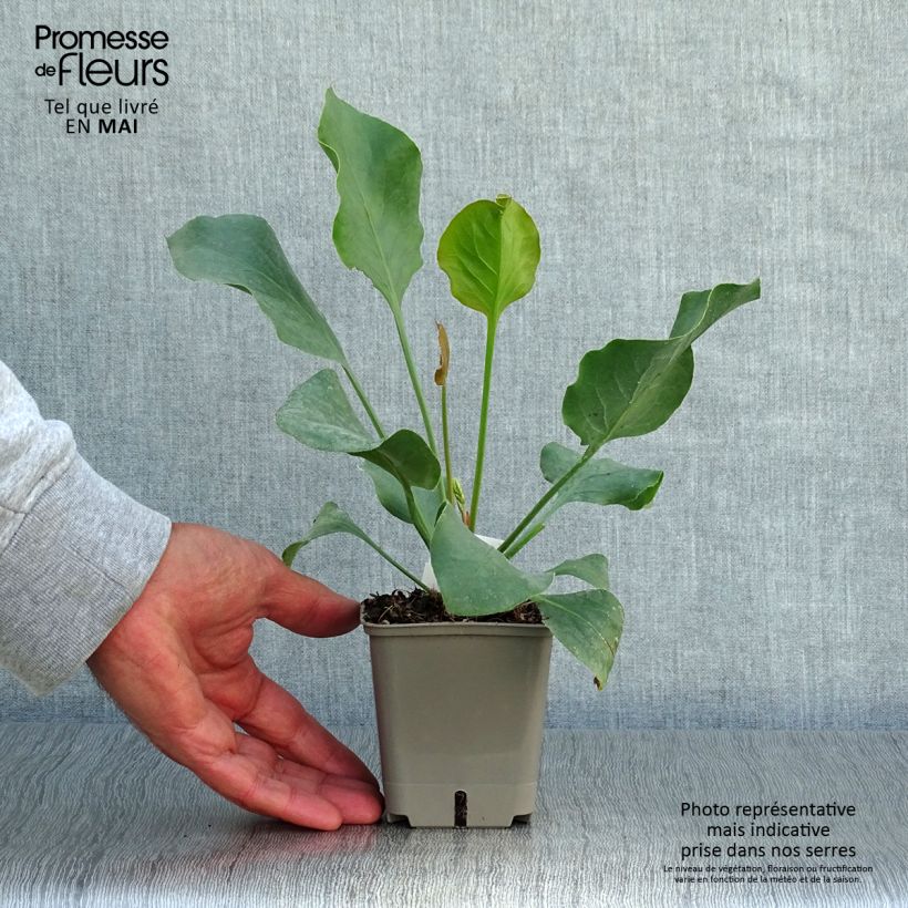 Limonium perezzi 8/9 cm pot sample as delivered in spring