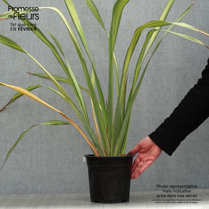 Phormium tenax Apricot Queen - New Zealand Flax 3L/4L pot sample as delivered in winter